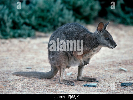 Woylie, kurznasige Ratte-Känguruh (Bettongia Penicillata), in seinem Lebensraum, Australien, Zentralaustralien Stockfoto