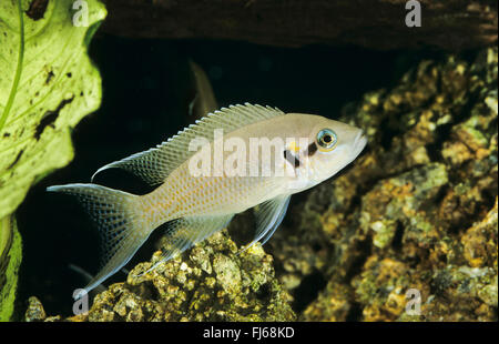 Prinzessin Cichlid, Prinzessin von Burundi, Lyretail Cichlid, Fairy Cichlid, Brichard Lamprologus (Neolamprologus Brichardi, Lamprologus Brichardi, Lamprologus Elongatus), Schwimmen Stockfoto