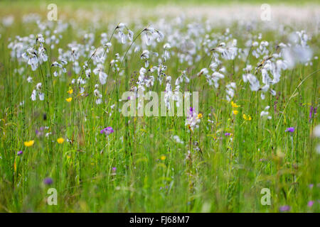 gemeinsamen Wollgras, Narrow-leaved Wollgras (Wollgras Angustifolium), Fruchtbildung, Oberbayern, Oberbayern, Bayern, Deutschland Stockfoto