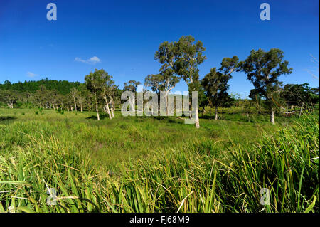 Eukalyptus, Gum (Eucalyptus spec.), Eukalyptus-Anbau, Neu-Kaledonien, Ile des Pins Stockfoto