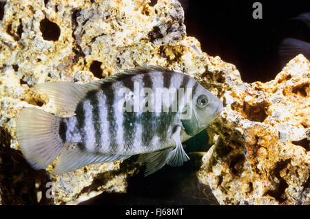 Zebra Buntbarsch, überführen Cichlid (Archocentrus Nigrofasciatus, Amatitlania Nigrofasciata, Archocentrus Nigrofasciatus, Cichlasoma Nigrofasciatum, Cryptoheros Nigrofasciatum), Schwimmen Stockfoto