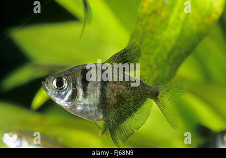 Schwarz, Tetra, schwarzen Rock Tetra, Petticoat Tetra, High-Fin schwarzer Rock Tetra, schwarze Witwe Tetra (Gymnocorymbus Ternetzi), Schwimmen Stockfoto