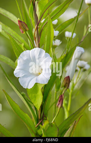 Bellbine, Hedge Ackerwinde Absicherung falsche Ackerwinde, Lady-Schlummertrunk, Rutland Schönheit, stärkere Winde (Calystegia Sepium, Convolvulus Sepium), blühen, Oberbayern, Oberbayern, Bayern, Deutschland Stockfoto