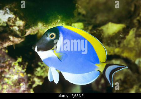 Powder Blue Tang, Powderblue Doktorfisch (Acanthurus Leucosternon), Schwimmen Stockfoto