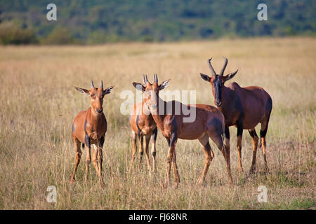 Topi, Tsessebi, Korrigum, Kudus (Damaliscus Lunatus Jimela), vier Sassabies in der Savanne, Kenia, Masai Mara Nationalpark Stockfoto