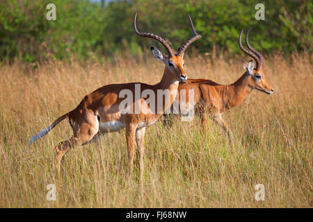 Impala (Aepyceros Melampus), zwei Männer auf dem hohen Rasen, Kenia, Masai Mara Nationalpark Stockfoto