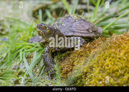 Europäische Sumpfschildkröte, Europäische Sumpfschildkröte, europäischer Teich Schildkröte (Emys Orbicularis), Sonnenbaden am See, Deutschland Stockfoto