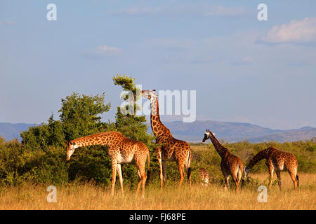 Masai-Giraffe (Giraffa Plancius Tippelskirchi), Gruppe Fütterung in der Savanne, Kenia, Masai Mara Nationalpark Stockfoto