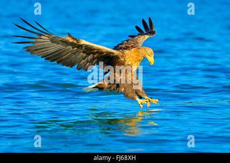 Meer Seeadler (Haliaeetus Horste), Jagd Flug kurz über der Wasseroberfläche, Deutschland, Brandenburg, Biosphaerenreservat Schorfheide-Chorin Stockfoto