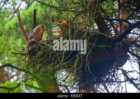 Rotmilan (Milvus Milvus), zwei Jungvögel auf der Eyry auf einem Baum, Deutschland, Nordrhein-Westfalen Stockfoto