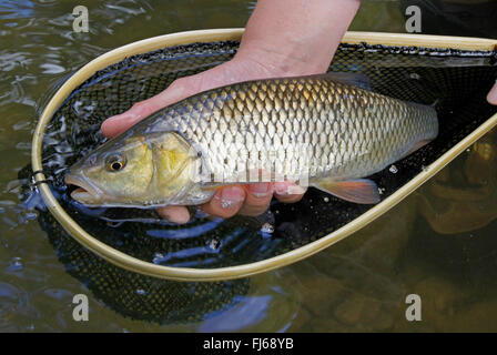 Döbel Döbel (Leuciscus Cephalus), gefangen in einem Brailer, Deutschland, Baden-Württemberg Stockfoto