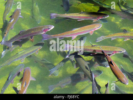 Regenbogenforelle (Oncorhynchus Mykiss, Salmo Gairdneri), Regenbogenforellen in einem Fischteich, Deutschland Stockfoto