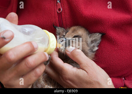 Karakal (Caracal Caracal, Felis Caracal), Karakal Welpe erzogen auf der Flasche, Südafrika Stockfoto