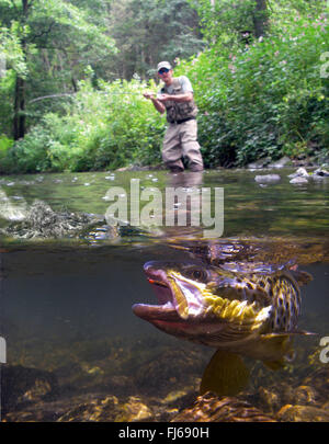 Bachforelle, Bachforelle (Salmo Trutta Fario), Bachforelle, Bachsaibling in einem Bach mit Fliegenfischer im Hintergrund aufgeteilten level Bild, Deutschland, Baden-Württemberg Stockfoto