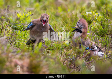 Jay (Garrulus Glandarius), sitzt auf dem Boden, betteln, Norwegen, Trondheim jungen jay Stockfoto