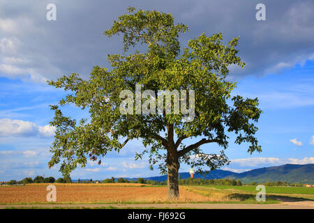 Walnuss (Juglans Regia), im Herbst, Deutschland, Baden-Württemberg Stockfoto