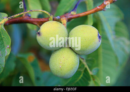 Walnuss (Juglans Regia), Früchte an einem Zweig, Deutschland Stockfoto