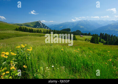 Alp Palfries mit Tschuggen, Schweiz, St. Gallen Stockfoto