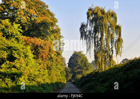 gemeinsamen Birke, Birke, Europäische weiße Birke, weiß-Birke (Betula Pendel, Betula Alba), Fahrradweg auf der stillgelegten Bahnstrecke, Rheinischer Esel, Deutschland, Nordrhein-Westfalen, Ruhrgebiet, Witten Stockfoto