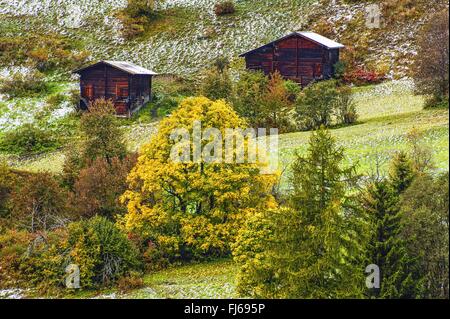 Erster Schnee in Bergwiese im Herbst, Schweiz, Oberwallis, Einen Stockfoto