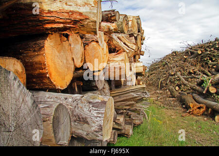 Holzlagerung nach Abholzung, Deutschland Stockfoto