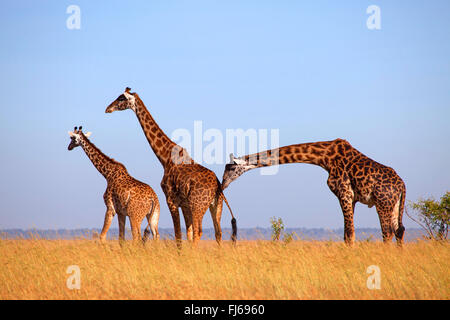 Masai-Giraffe (Giraffa Plancius Tippelskirchi), drei Giraffen in der Savanne, Kenia, Masai Mara National Park Stockfoto