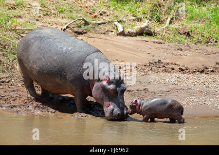 Nilpferd, Nilpferd, gemeinsame Flusspferd (Hippopotamus Amphibius), Weibchen mit Welpen, Kenia, Masai Mara Nationalpark Stockfoto