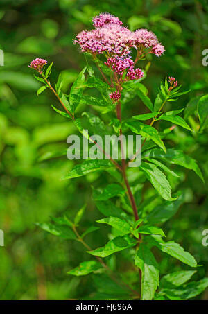 Hanf-Agrimony, gemeinsame Hemp Agrimony (Eupatorium Cannabinum), blühend, Oberbayern, Oberbayern, Bayern, Deutschland Stockfoto