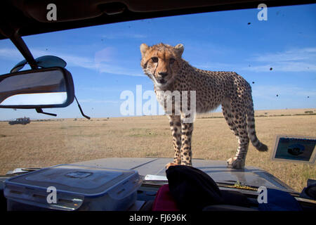 Gepard (Acinonyx Jubatus), steht auf einem Offroad-Fahrzeug, Kenia, Masai Mara Nationalpark Stockfoto