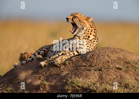 Gepard (Acinonyx Jubatus), liegt auf einem Termitenhügel Gähnen, Kenia, Masai Mara Nationalpark Stockfoto