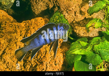 Längliche Mbuna (Pseudotropheus Elongatus, Metriaclima Elongatus Maylandia Elongatus), Schwimmen Stockfoto