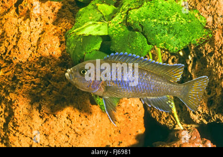 Längliche Mbuna (Pseudotropheus Elongatus, Metriaclima Elongatus Maylandia Elongatus), Schwimmen Stockfoto