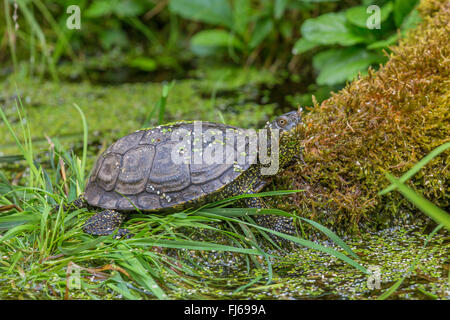 Europäische Sumpfschildkröte, Europäische Sumpfschildkröte, europäischer Teich Schildkröte (Emys Orbicularis), Sonnenbaden am See, Deutschland Stockfoto