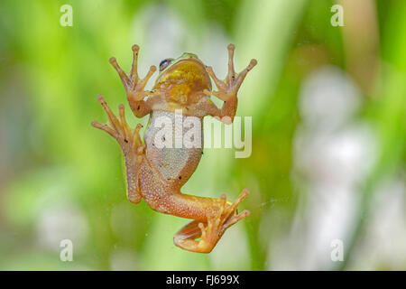 Europäische Treefrog, gemeinsame Treefrog, zentralen europäischen Treefrog (Hyla Arborea), Klettern an einer Glasscheibe Stockfoto