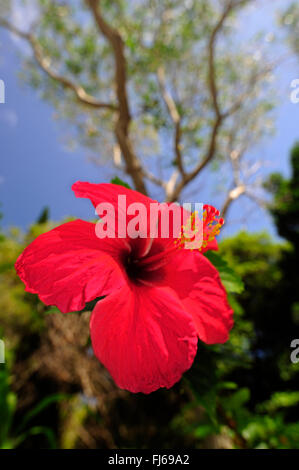 Chinesischen Hibiskus (Hibiscus Rosa-Sinensis), rot blühenden Hibiskus, einzelnen Blüte, Neu-Kaledonien, Ile des Pins Stockfoto