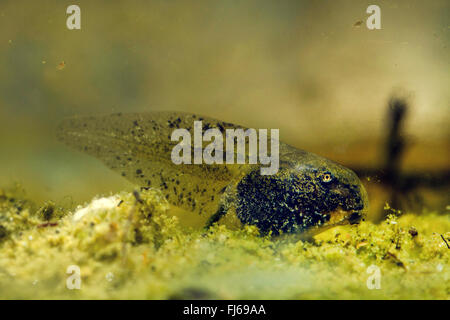 Grasfrosch, Grasfrosch (Rana Temporaria), Kaulquappen mit Hinterbeinen, Seite Ansicht, Deutschland, Bayern, Isental Stockfoto