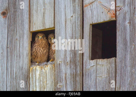 Eurasian Kestrel, Old World Turmfalke, Turmfalken (Falco Tinnunculus), Europäische Turmfalke, Jungvögel Blick eines alten Taubenschlag, Oberbayern, Oberbayern, Bayern, Deutschland Stockfoto