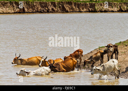 Rinder, überqueren die Fluss Santarém Brasilien Stockfoto