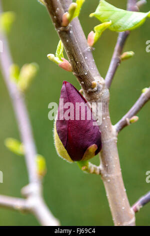 Untertasse Magnolie (Magnolia Soulangiana "Genie", Magnolia Soulangiana Genie), bud Sorte Genie, Deutschland Stockfoto