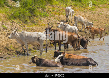 Rinder, überqueren die Fluss Santarém Brasilien Stockfoto