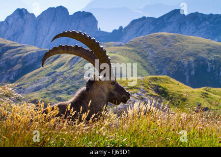 Alpensteinbock (Capra Ibex, Capra Ibex Ibex), Sonnen in einer Almwiese, der Schweiz, Alpstein Säntis Stockfoto