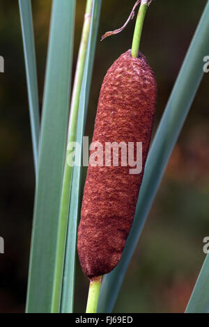 kleiner Rohrkolben, Narrowleaf Rohrkolben, Narrow-leaved Rohrkolben (Typha Angustifolia), Indructescens, Deutschland Stockfoto