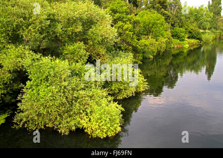 Weide, Korbweide (Salix spec.), Weide Büsche am Ufer Ruhr, Deutschland, Nordrhein-Westfalen Stockfoto