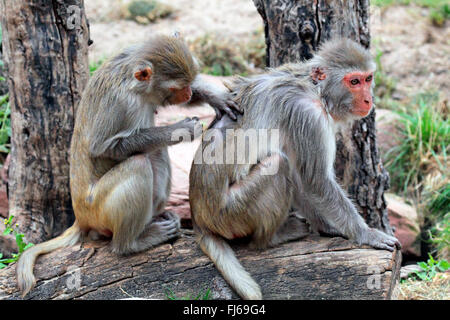 Rhesus-Affen, Rhesus Macacque (Macaca Mulatta), soziale Fellpflege Stockfoto