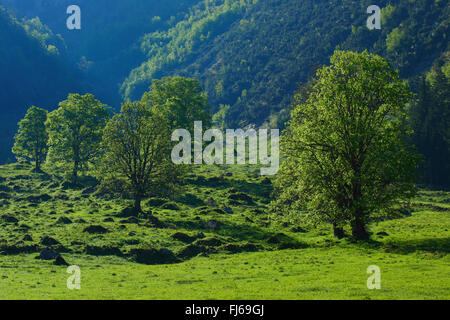 Bergahorn, große Ahorn (Acer Pseudoplatanus), mehrere Ahorn Ahorn auf einer Almwiese, Schweiz Stockfoto