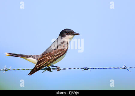 östlichen Kingbird (Tyrannus Tyrannus), sitzt auf einem Stacheldraht, Myakka Nationalpark, Myakka City, Florida, USA Stockfoto