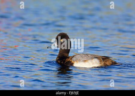 Lesser Scaup (Aythya Affinis), Schwimmen männlich, Kanarischen Inseln, Fuerteventura Stockfoto