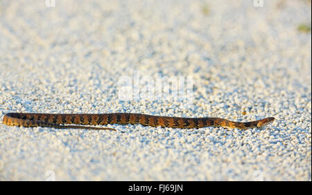 Gebänderten Wasserschlange (Nerodia Fasciata), kriecht auf Sand, USA, Florida, Merritt Island Stockfoto