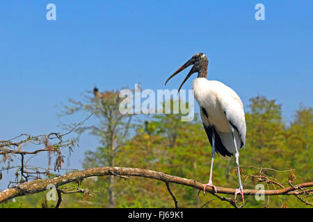 Amerikanische Holz Ibis (Mycteria Americana), steht auf einem Baum, USA, Florida, Gatorland Stockfoto