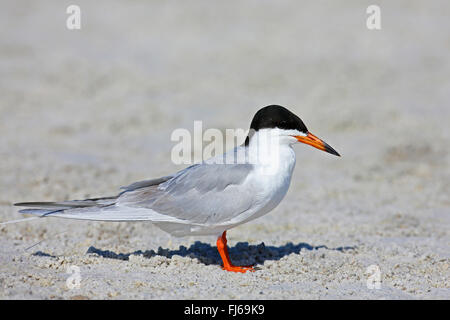 Forster Seeschwalbe (Sterna Forsteri), steht an der Beach, USA, Florida, Fort De Soto Stockfoto